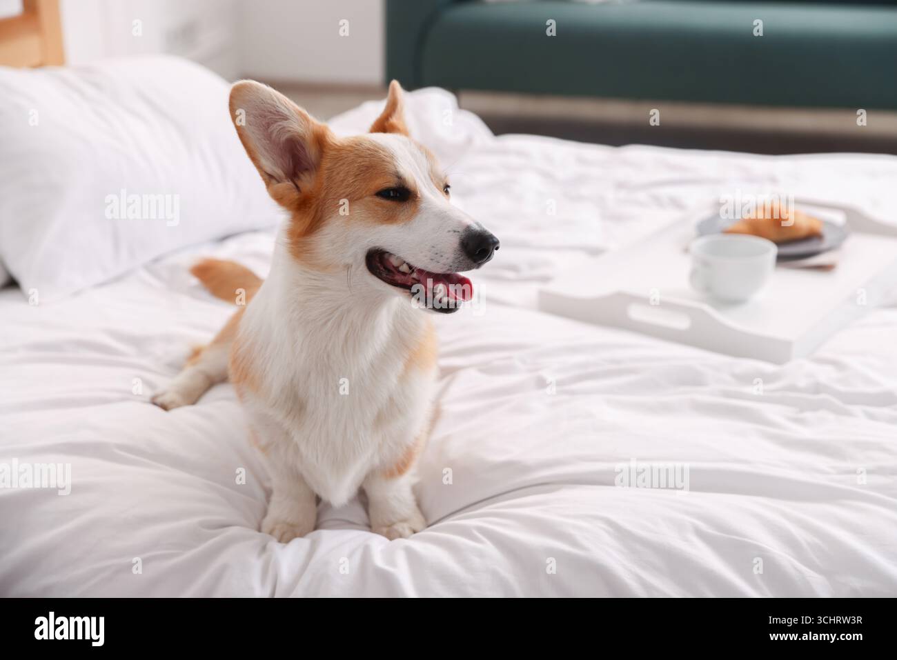 Hotel in cui sono ammessi gli animali domestici. Bel cane seduto sul letto all'interno Foto Stock