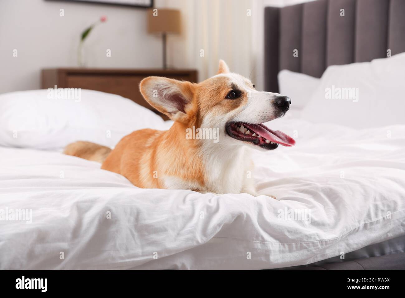 Hotel in cui sono ammessi gli animali domestici. Bel cane steso sul letto in casa Foto Stock