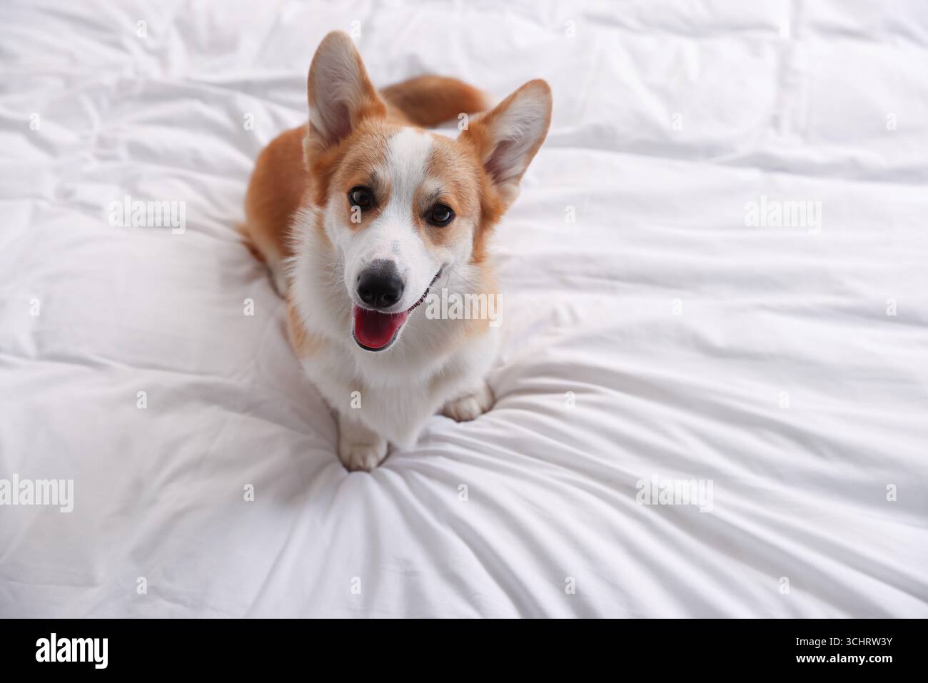 Hotel in cui sono ammessi gli animali domestici. Bel cane seduto su una coperta bianca Foto Stock