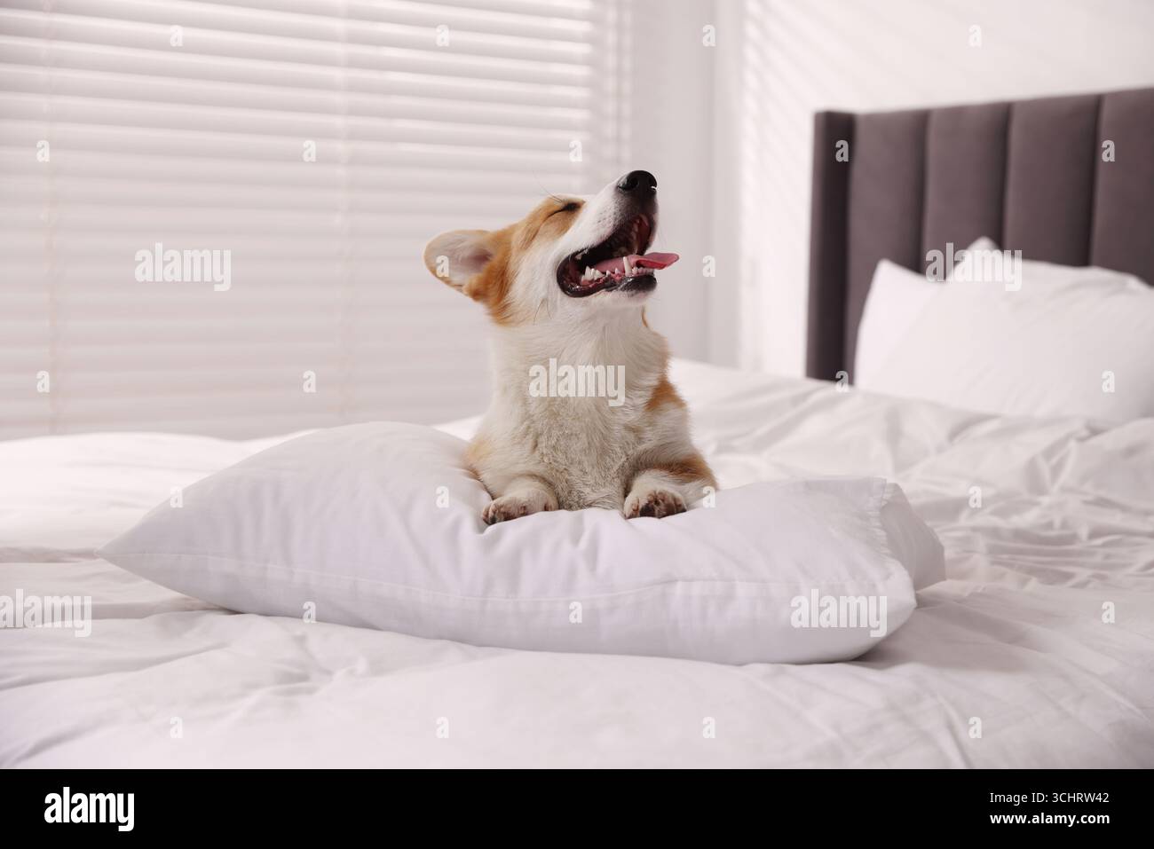 Hotel in cui sono ammessi gli animali domestici. Un cane carino con cuscino sul letto interno Foto Stock