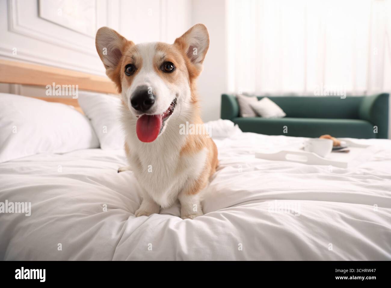 Hotel in cui sono ammessi gli animali domestici. Bel cane seduto sul letto all'interno Foto Stock