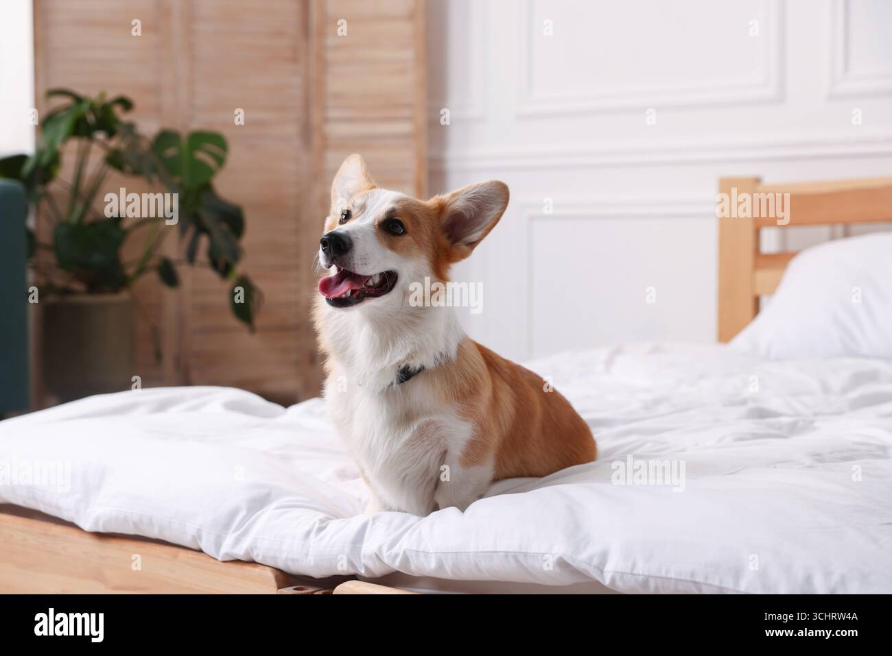 Hotel in cui sono ammessi gli animali domestici. Bel cane seduto sul letto all'interno Foto Stock