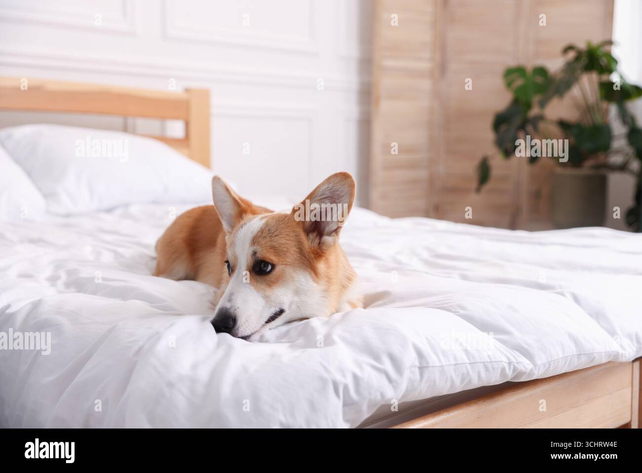 Hotel in cui sono ammessi gli animali domestici. Bel cane a letto al chiuso Foto Stock