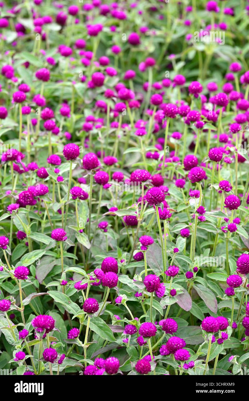 Fiori estivi viola della pianta annuale Gomphrena globosa o globo amaranto giardino britannico agosto Foto Stock