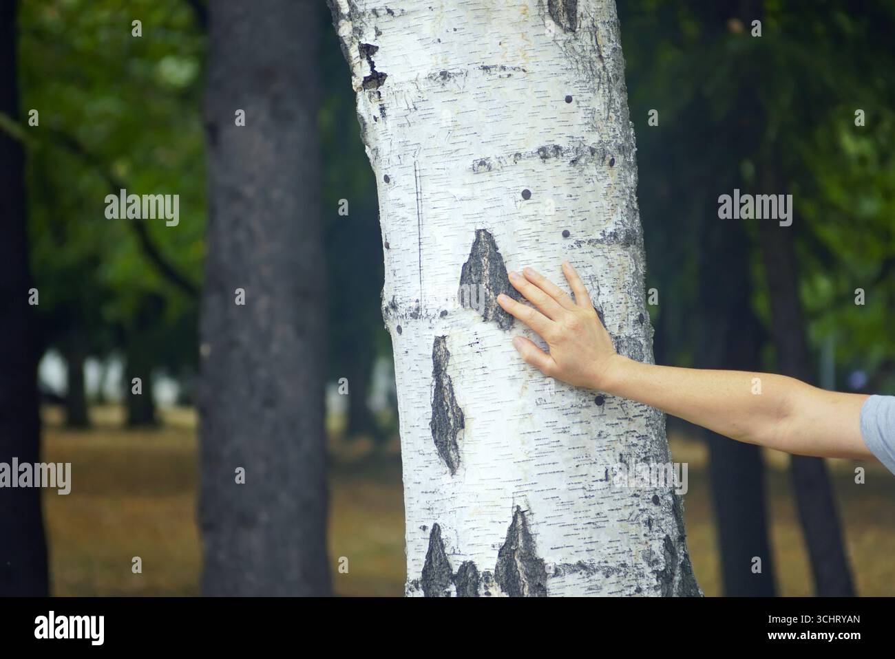 Mano umana che tocca la corteccia di betulla nella foresta. Collegamento alla natura e terapia di messa a terra per alleviare lo stress. Esperienza tattile con texture naturali Foto Stock