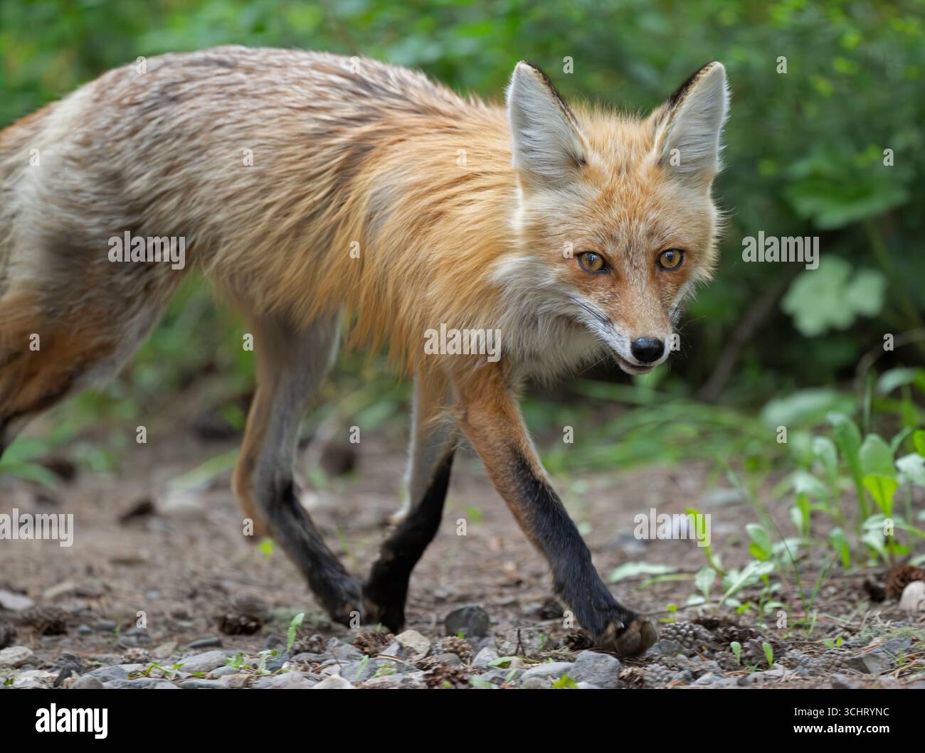 Red Fox (Vulpes vulpes). All'inizio di giugno nel parco nazionale di Yellowstone, Wyoming. Foto Stock