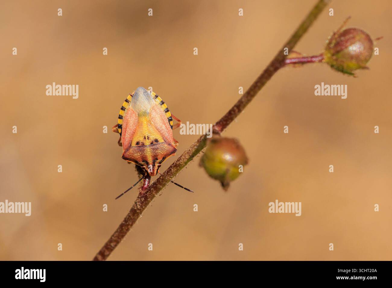 Primo piano di un insetto dello scudo, Carpocoris pudicus, che riposa nella vegetazione Foto Stock