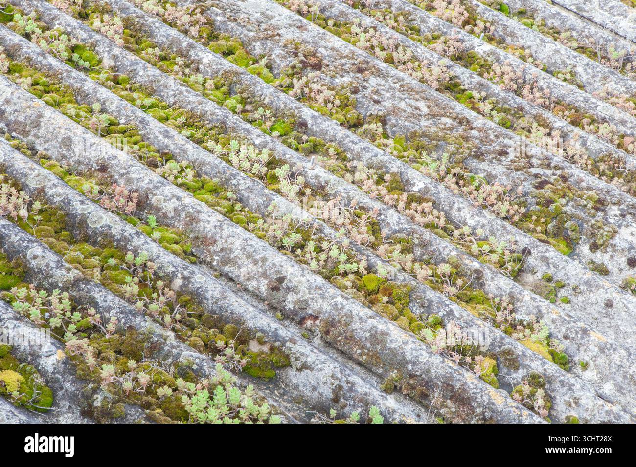 Vecchio tetto ondulato in fibra di cemento e ricoperto di muschio. Materiale da costruzione nocivo e in disuso Foto Stock