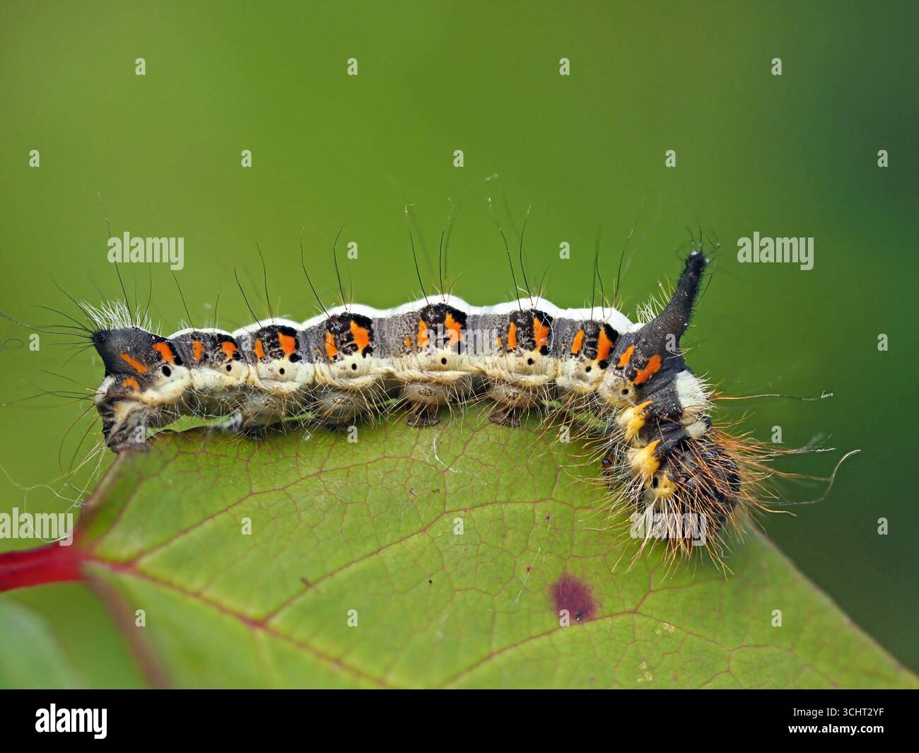 Primo piano dettagliato della falena grigia (Acronicta psi) una larva pelosa con strisce di crema e macchie arancioni distintive Cumbria, Inghilterra, Regno Unito Foto Stock