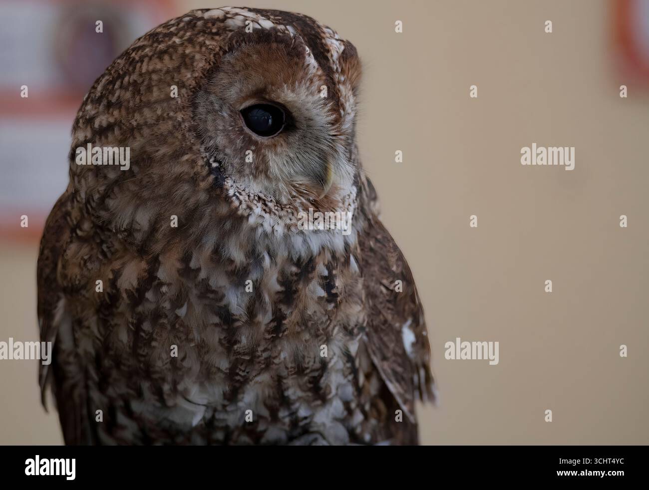 Il Gufo Tawny (Strix aluco), chiamato anche il Gufo Marrone. Foto Stock
