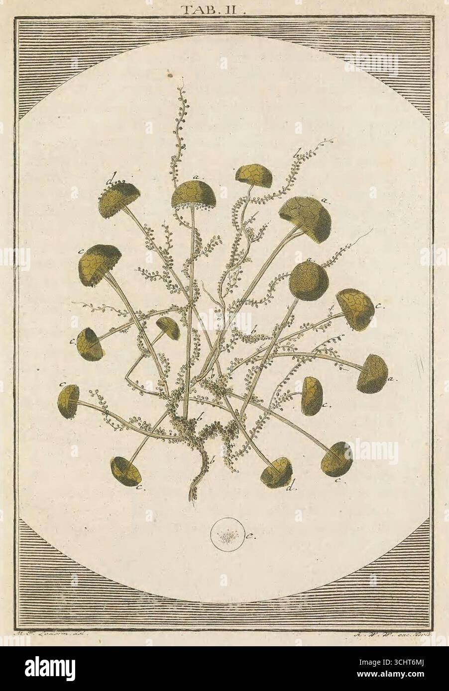 Illustrazione scientifica storica della muffa su uve rosse da Microscopic Delights di Martin Frobenius Ledermüller, volume I. Norimberga, Germania. 1759-1763. Foto Stock