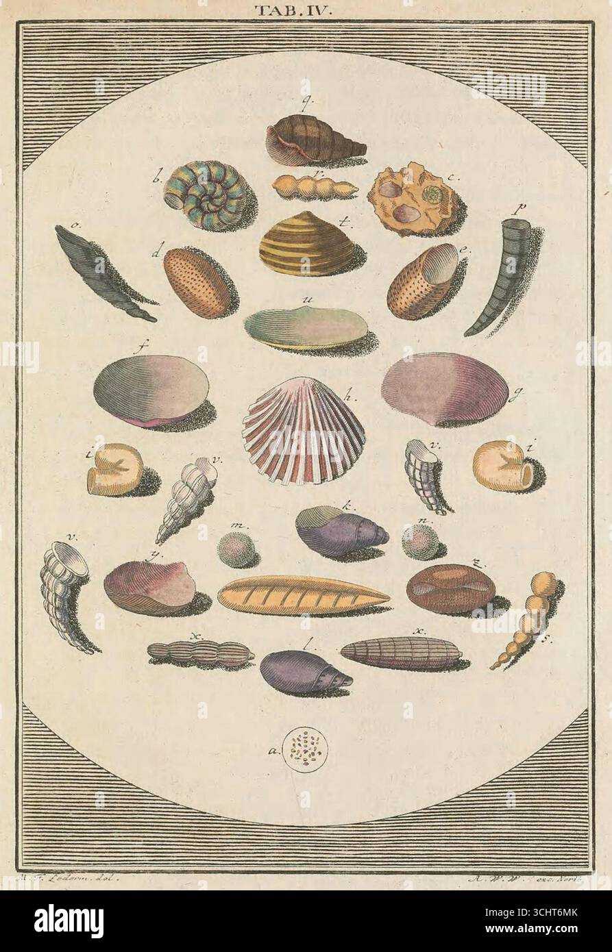 Illustrazione scientifica storica di conchiglie di molluschi tratte da Microscopic Delights di Martin Frobenius Ledermüller, volume I. Norimberga, Germania. 1759-1763. Foto Stock