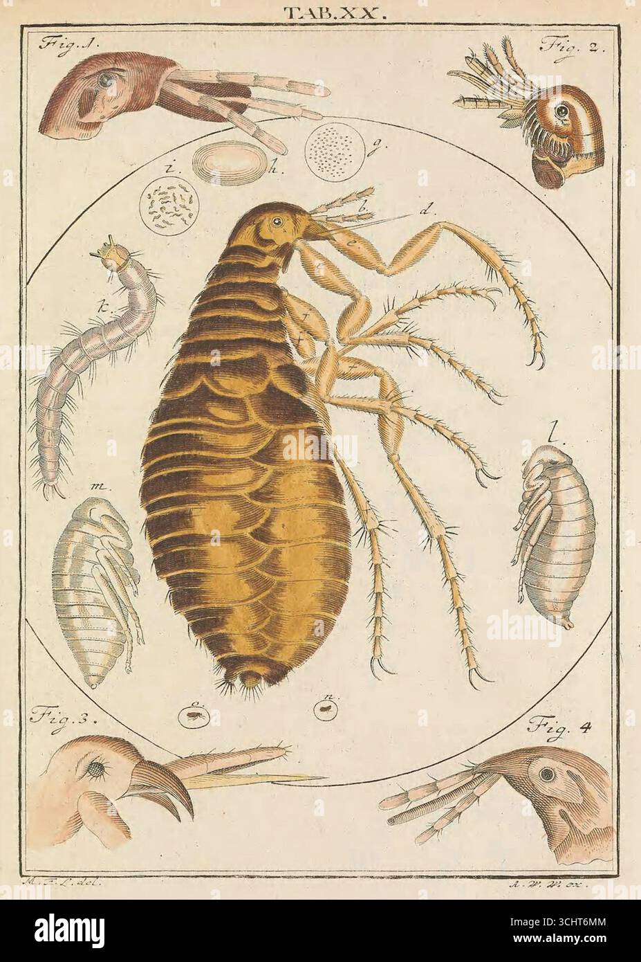 Illustrazione scientifica storica di una pulce tratta da Microscopic Delights di Martin Frobenius Ledermüller, volume I. Norimberga, Germania. 1759-1763. Foto Stock