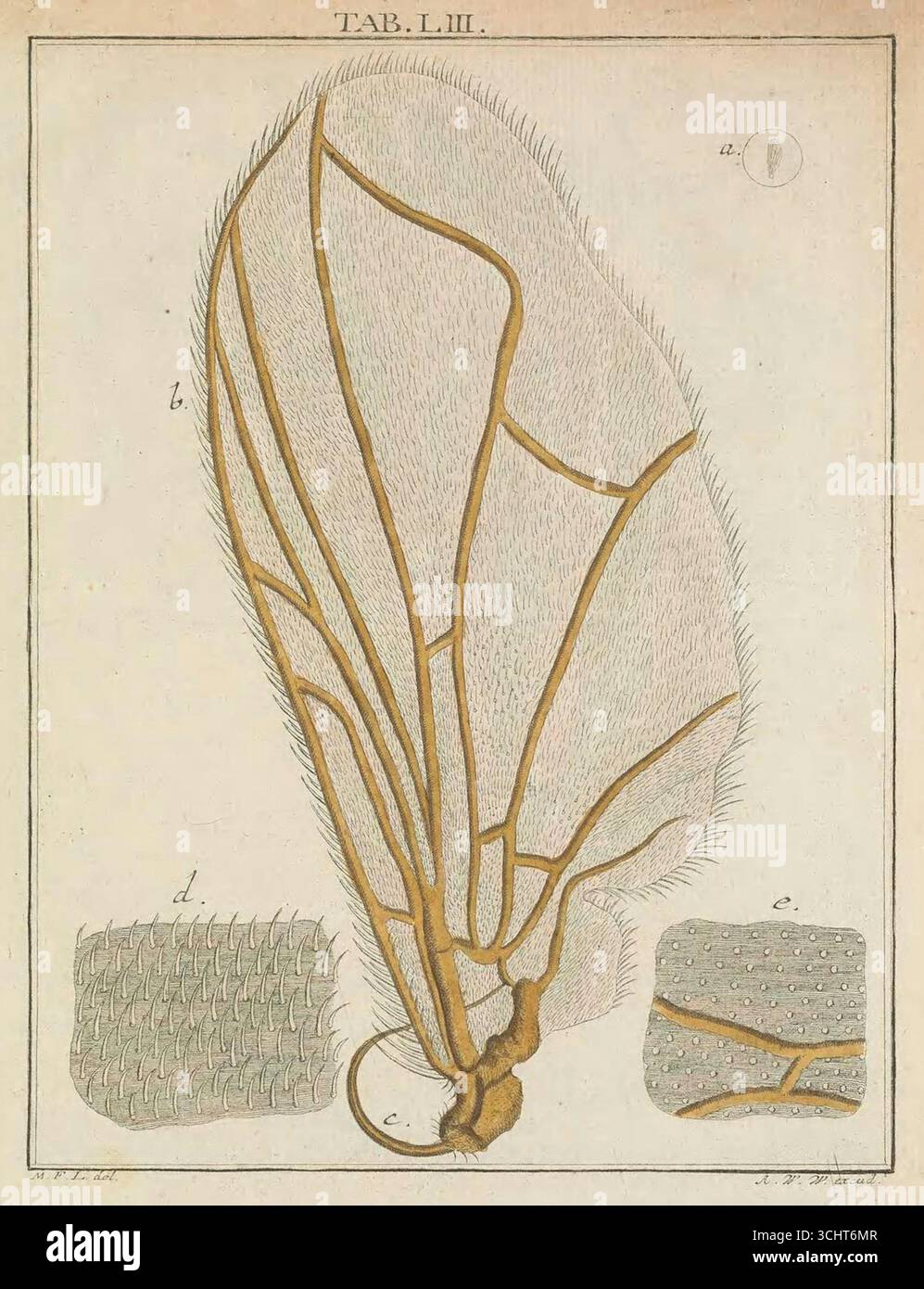 Illustrazione scientifica storica di un'ala mosca tratta dal libro Microscopic Delights di Martin Frobenius Ledermüller, volume II. Norimberga, Germania. 1759-1763. Foto Stock