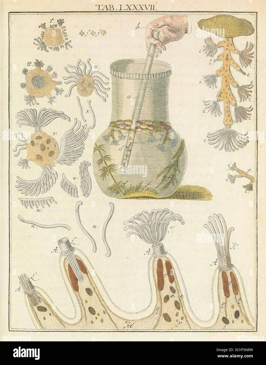 Illustrazione scientifica storica degli idras di acqua dolce da Microscopic Delights di Martin Frobenius Ledermüller, volume II. Norimberga, Germania. 1759-1763. Foto Stock