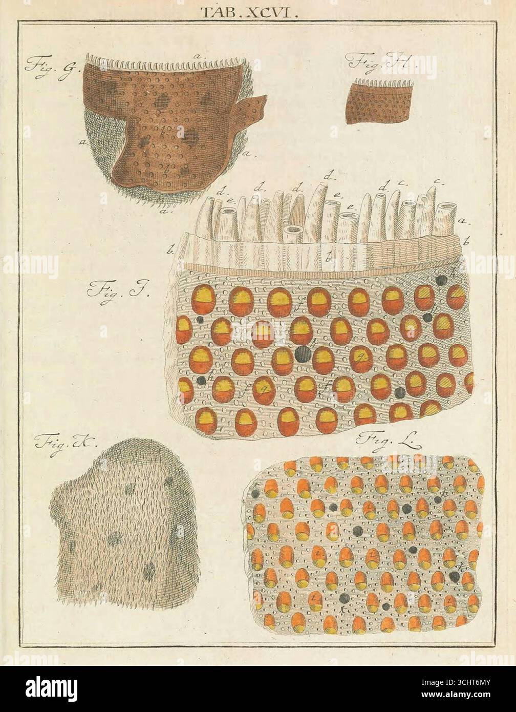 Illustrazione scientifica storica di una lingua ingrandita da Microscopic Delights di Martin Frobenius Ledermüller, volume II. Norimberga, Germania. 1759-1763. Foto Stock