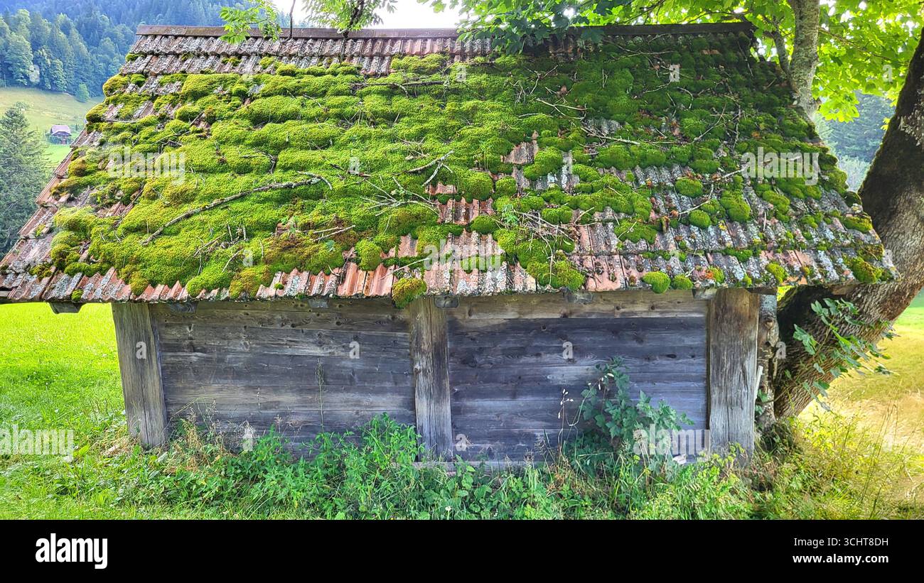 Un vecchio cottage in legno in campagna con un tetto coperto di muschio verde, circondato da un prato verde lussureggiante e vegetazione naturale Foto Stock