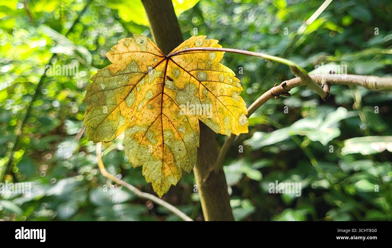Una singola foglia autunnale con un motivo distintivo in giallo, marrone e verde, che mostra venature di foglie visibili mentre la luce splende Foto Stock