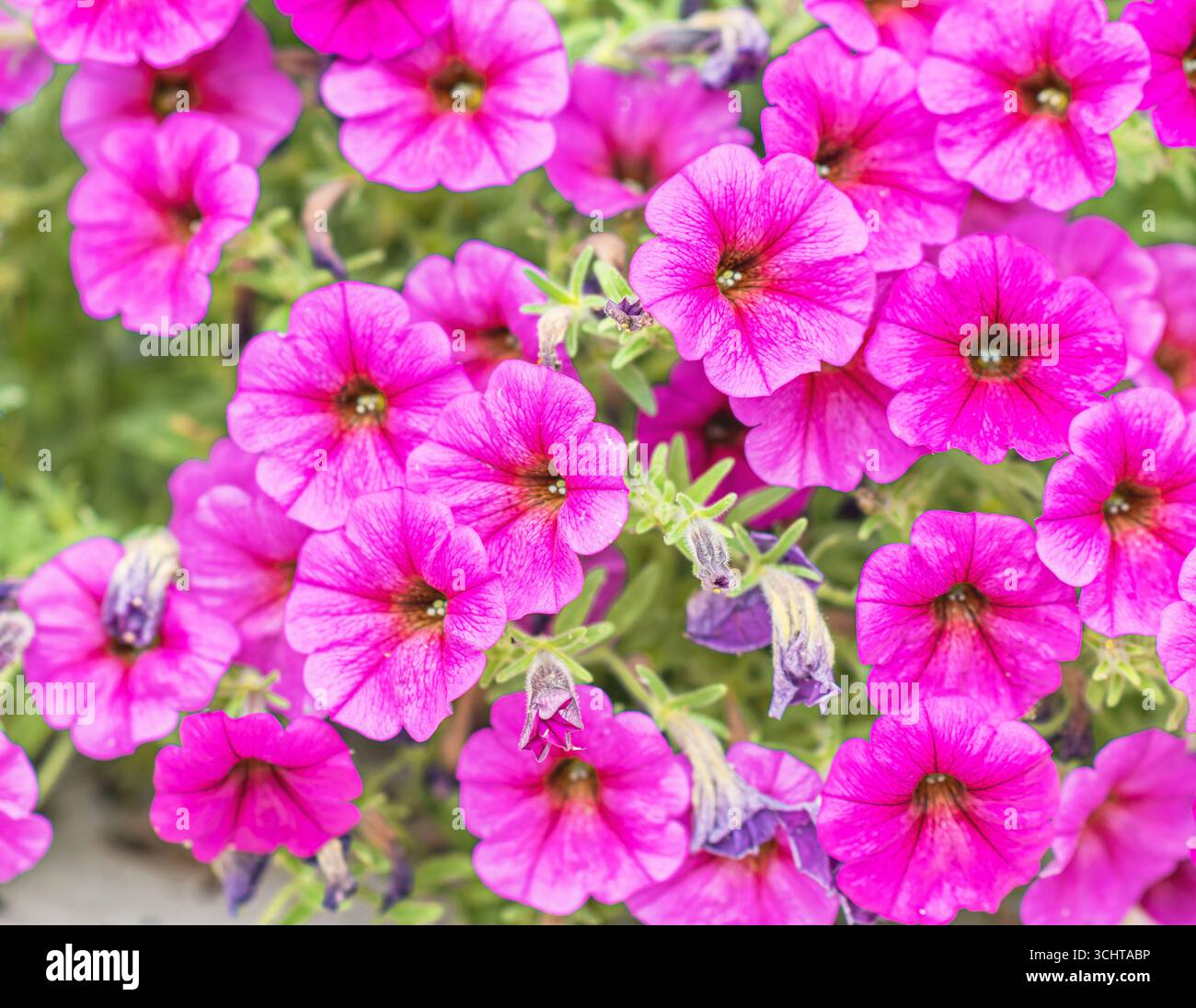 Uno stretto gruppo di fiori rosa situato in un parco pubblico . Le nuove gemme sono in primo piano e il fogliame è sfocato sullo sfondo. Foto Stock