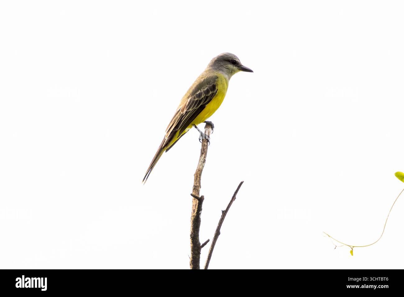 Un Kingbird tropicale che esegue la scansione di prede dalla cima di un albero Foto Stock