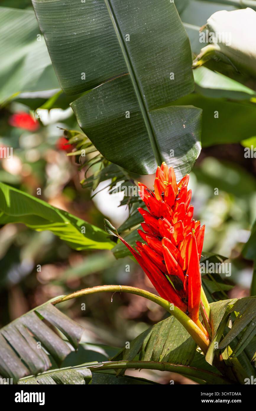 Pianta di artiglio di aragosta in fiore nella natura selvaggia di Antioquia, Colombia Foto Stock