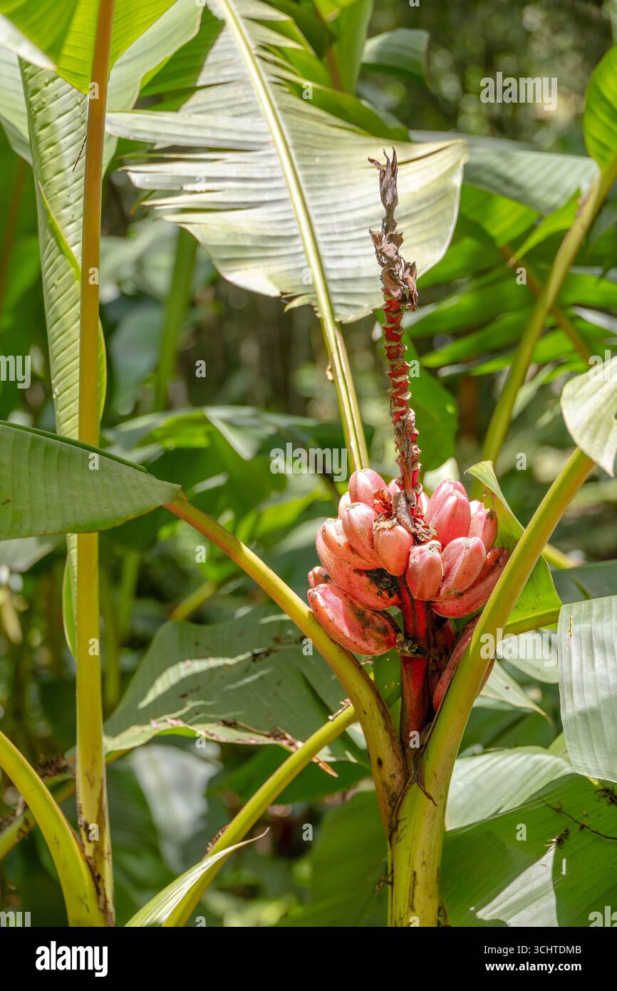 Banana rosa o pelosa in un parco di Jericó, Antioquia, Colombia Foto Stock