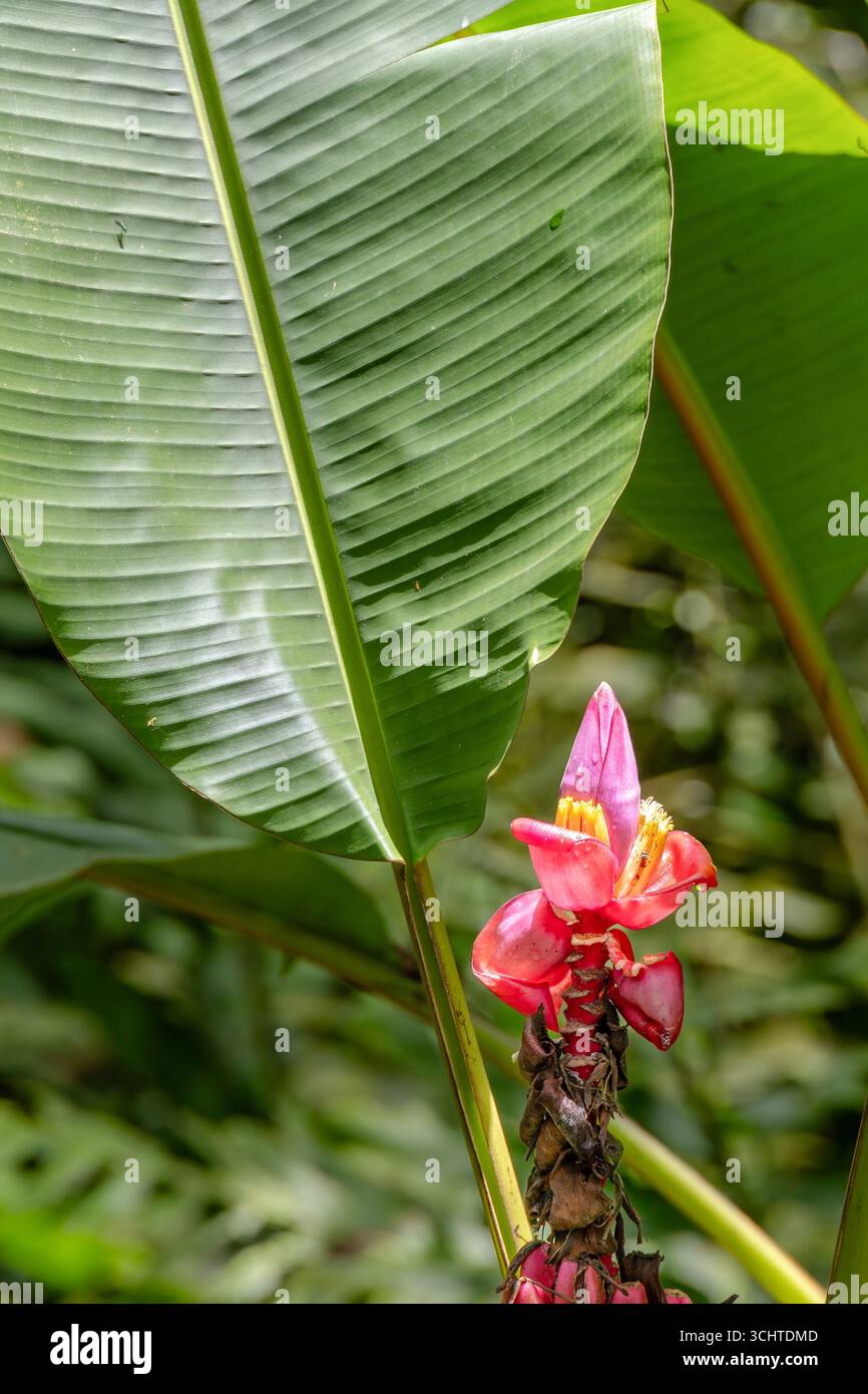 Banana rosa o pelosa in un parco di Jericó, Antioquia, Colombia Foto Stock