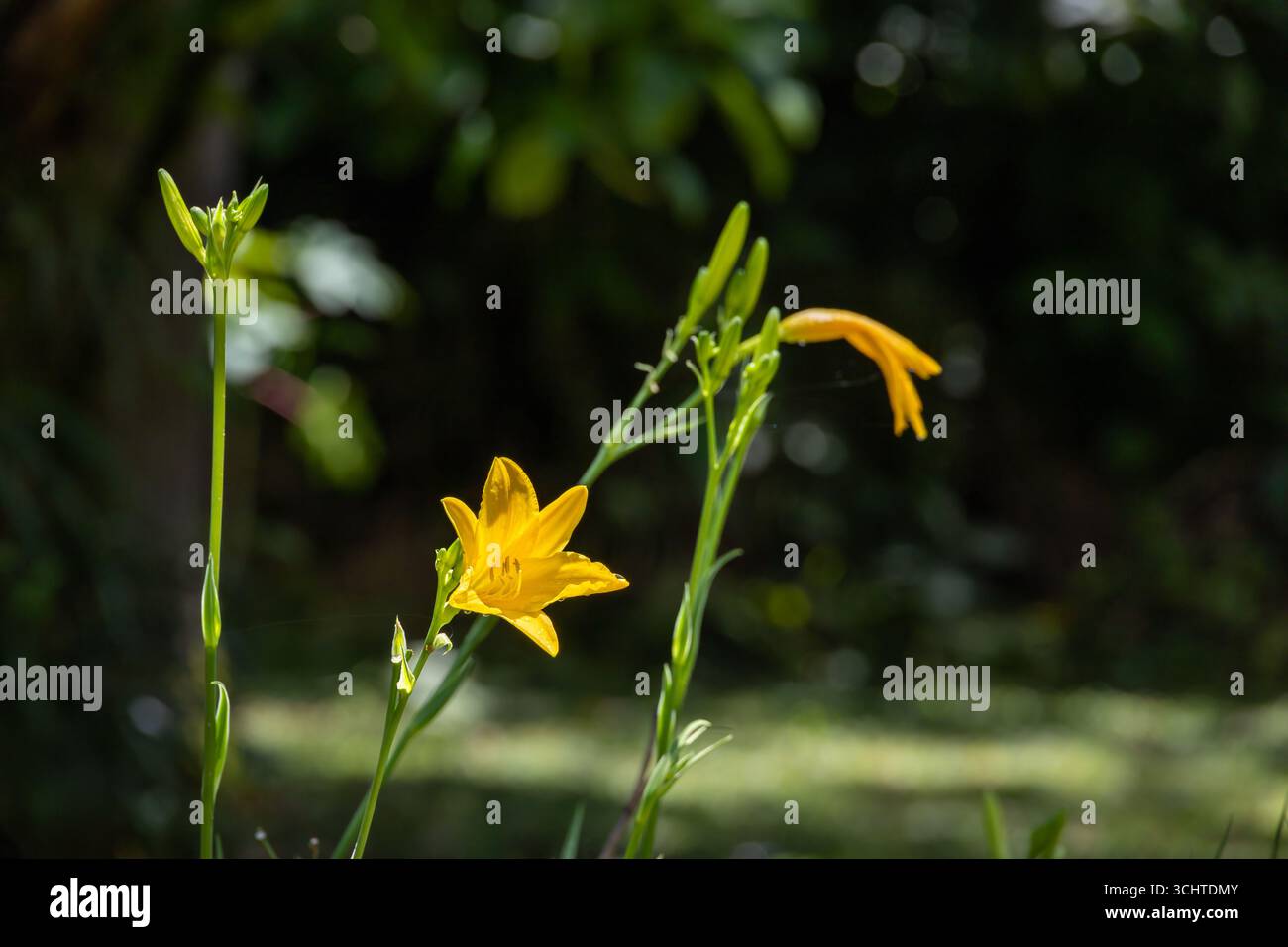 Fioritura gialla diurna a Jericó de Antioquia, Colombia Foto Stock