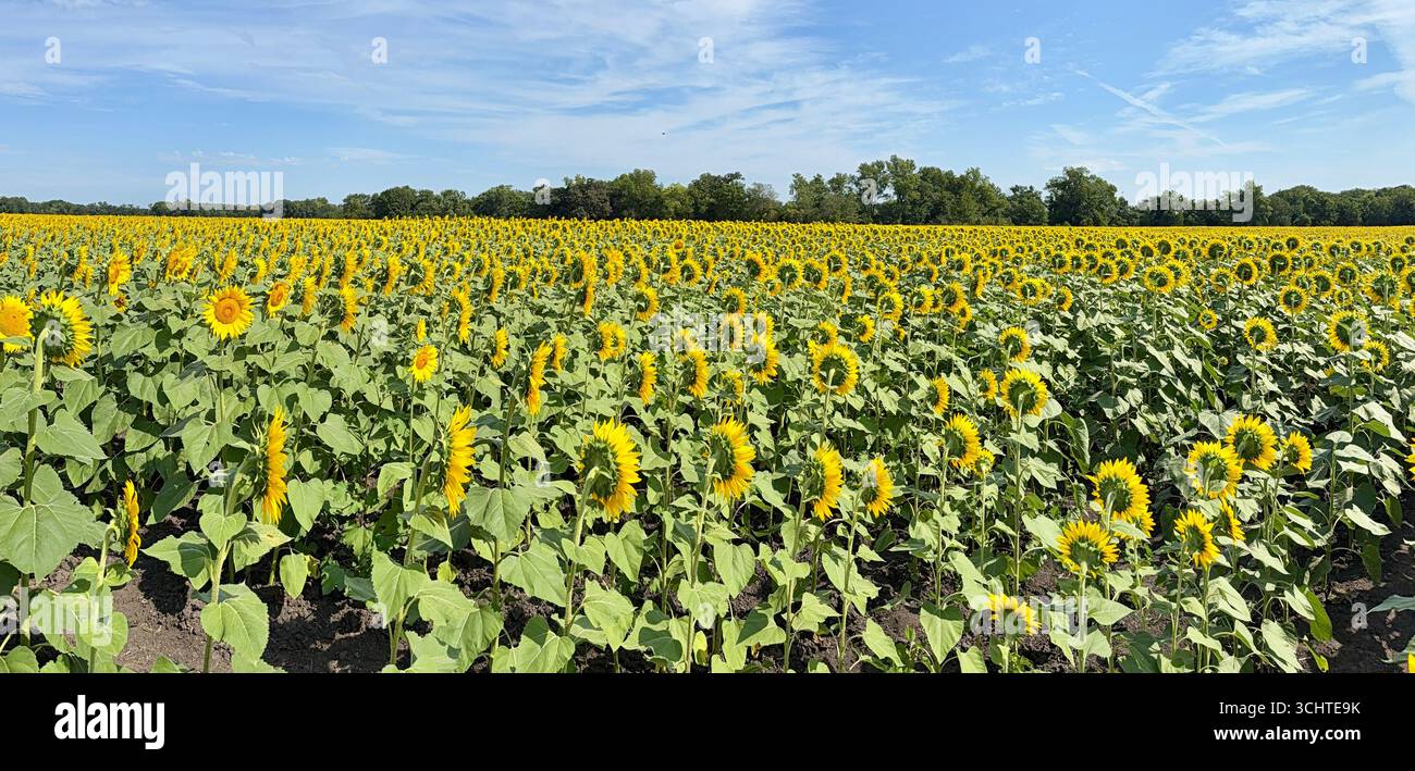 Splendidi girasoli nel pomeriggio caldo e soleggiato di settembre - lo stato dei girasoli del Kansas Foto Stock