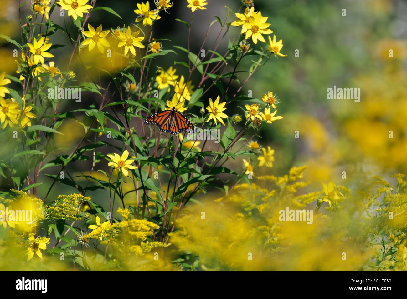 Farfalla monarca che si avvicina a un girasole gigante nel Wisconsin settentrionale. Foto Stock