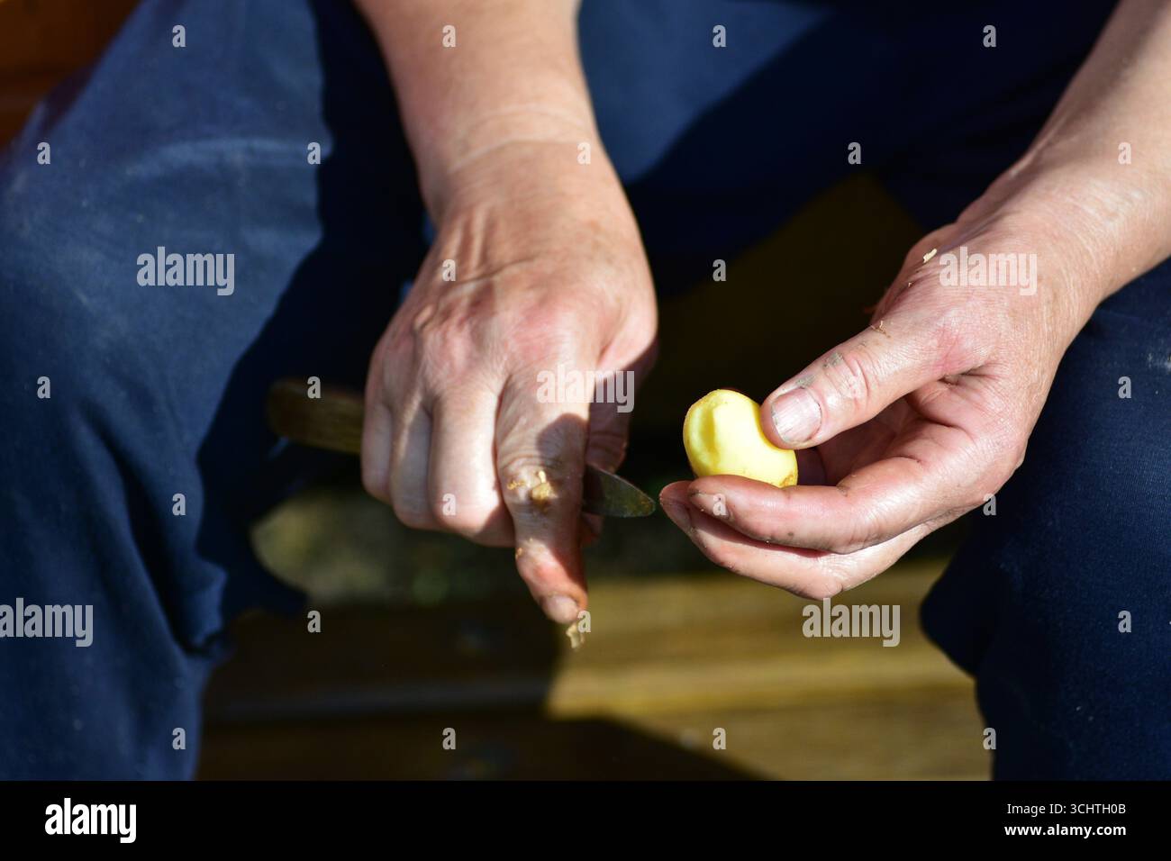 Primo piano di mani adulte che pescano patate fresche con un coltello alla luce del sole. Autentica preparazione del cibo di campagna e semplice momento di stile di vita rurale dal Foto Stock
