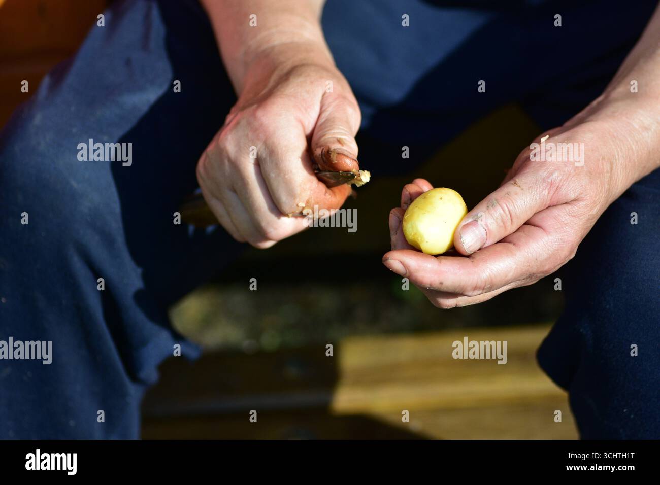 Primo piano di mani adulte che pescano patate fresche con un coltello alla luce del sole. Autentica preparazione del cibo di campagna e semplice momento di stile di vita rurale dal Foto Stock