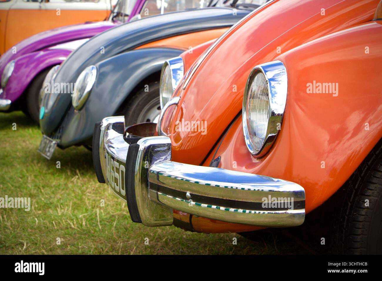Primo piano fila o linea di Maggiolini Volkswagen classici in colori vivaci esposti in una mostra di auto all'aperto su un campo erboso Foto Stock