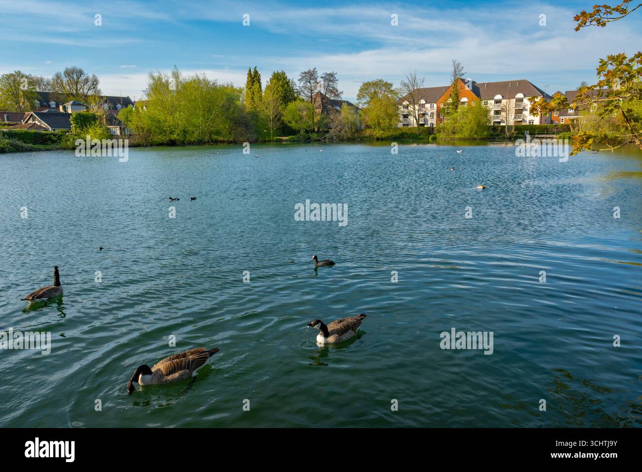 Anatre sul Kings Pond Alton Hampshire in primavera Foto Stock