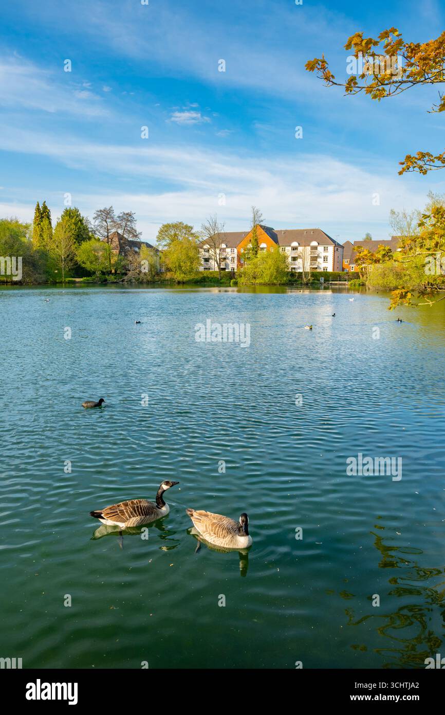 Anatre sul Kings Pond Alton Hampshire in primavera Foto Stock