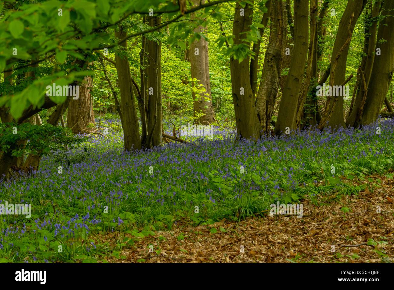 Swan e Cygnet Woods, Stock, Essex in primavera Foto Stock