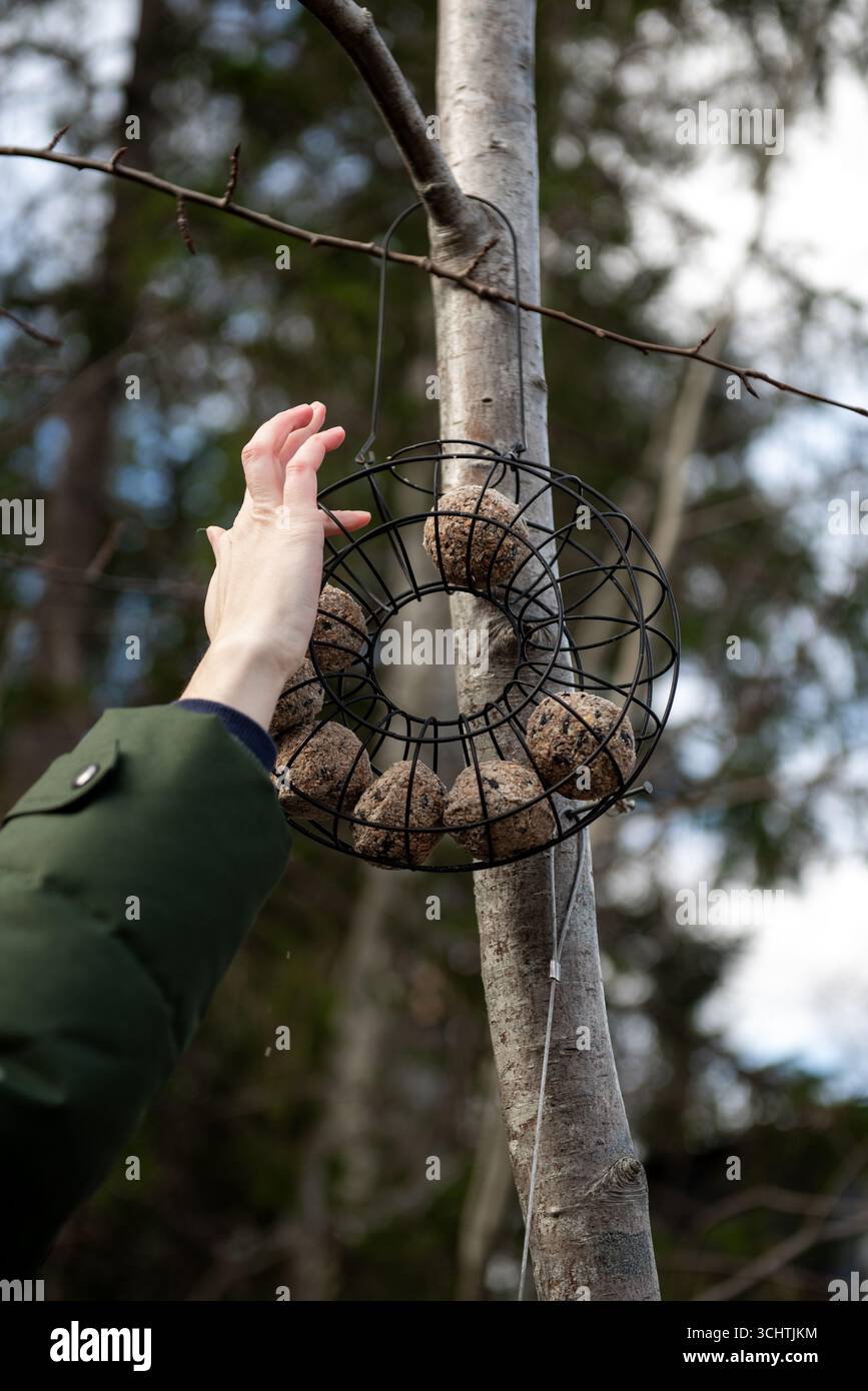 La mano di una persona posiziona una palla di cibo per uccelli in un alimentatore appeso su un albero, in un giardino naturale. Foto Stock