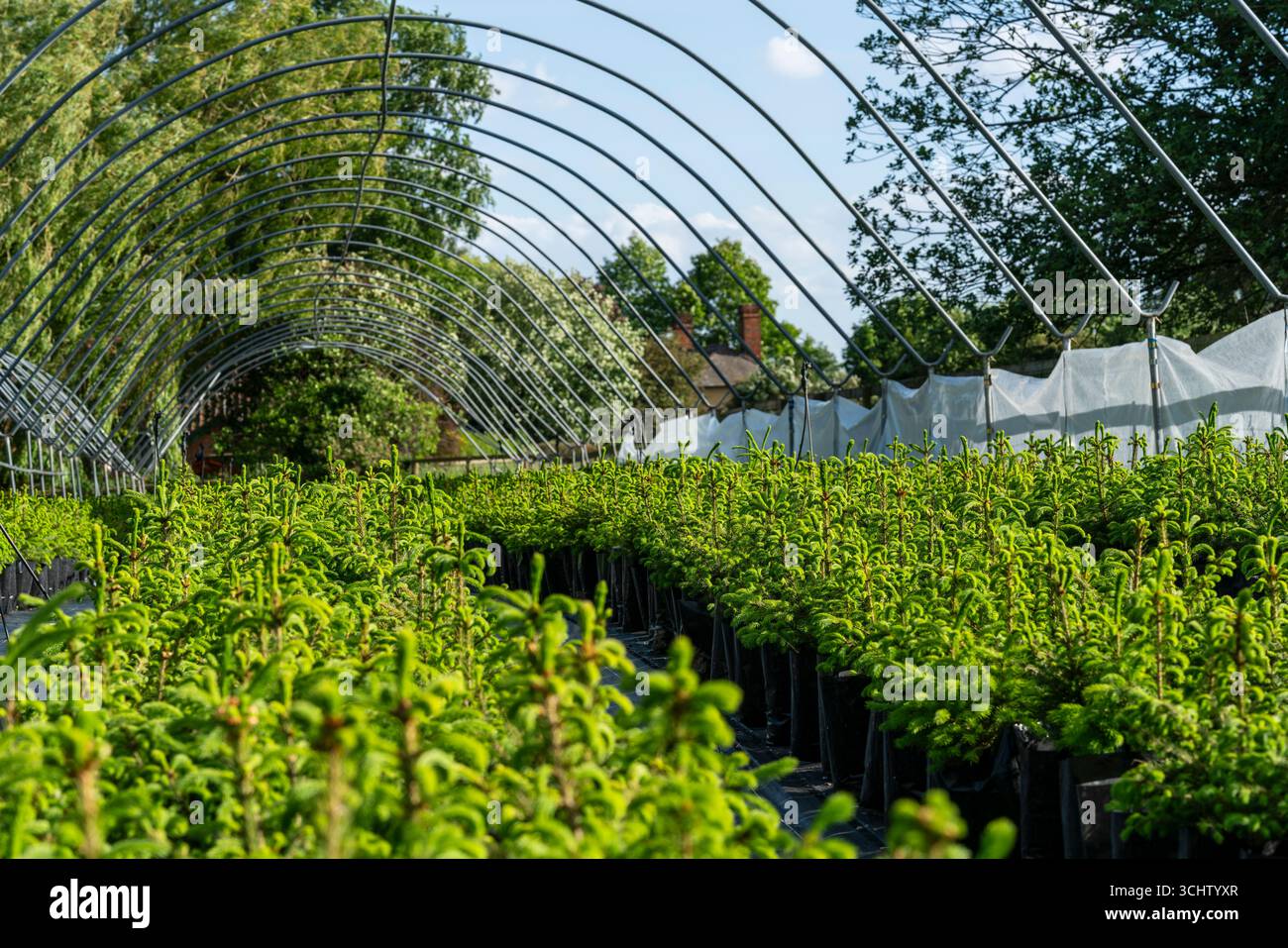 Giovani alberi verdi di abete rosso norvegese e di fir Nordmann crescono in file ordinate in un vivaio di Suffolk, coltivato con cura per il Natale, immerso nel fascino tranquillo Foto Stock