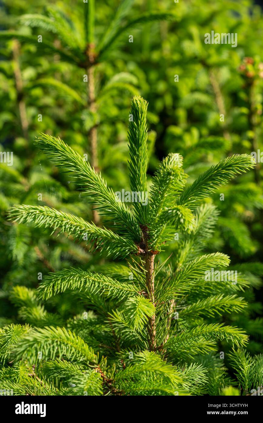 Primo piano di alberi verdi di abete rosso norvegese e di Fir Nordmann coltivati in filari ordinati in un vivaio di Suffolk, accuratamente coltivati per Natale. Foto Stock