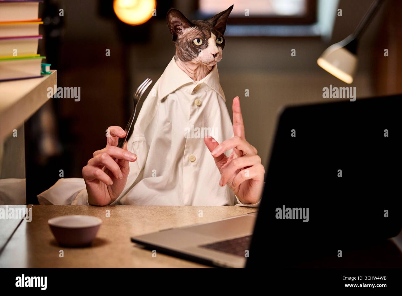 Il gatto canadese Sphynx che indossa una camicia bianca fa gesti con una forchetta mentre è seduto a una scrivania con un computer portatile. Il concetto umoristico combina la vita in ufficio domestico e Foto Stock