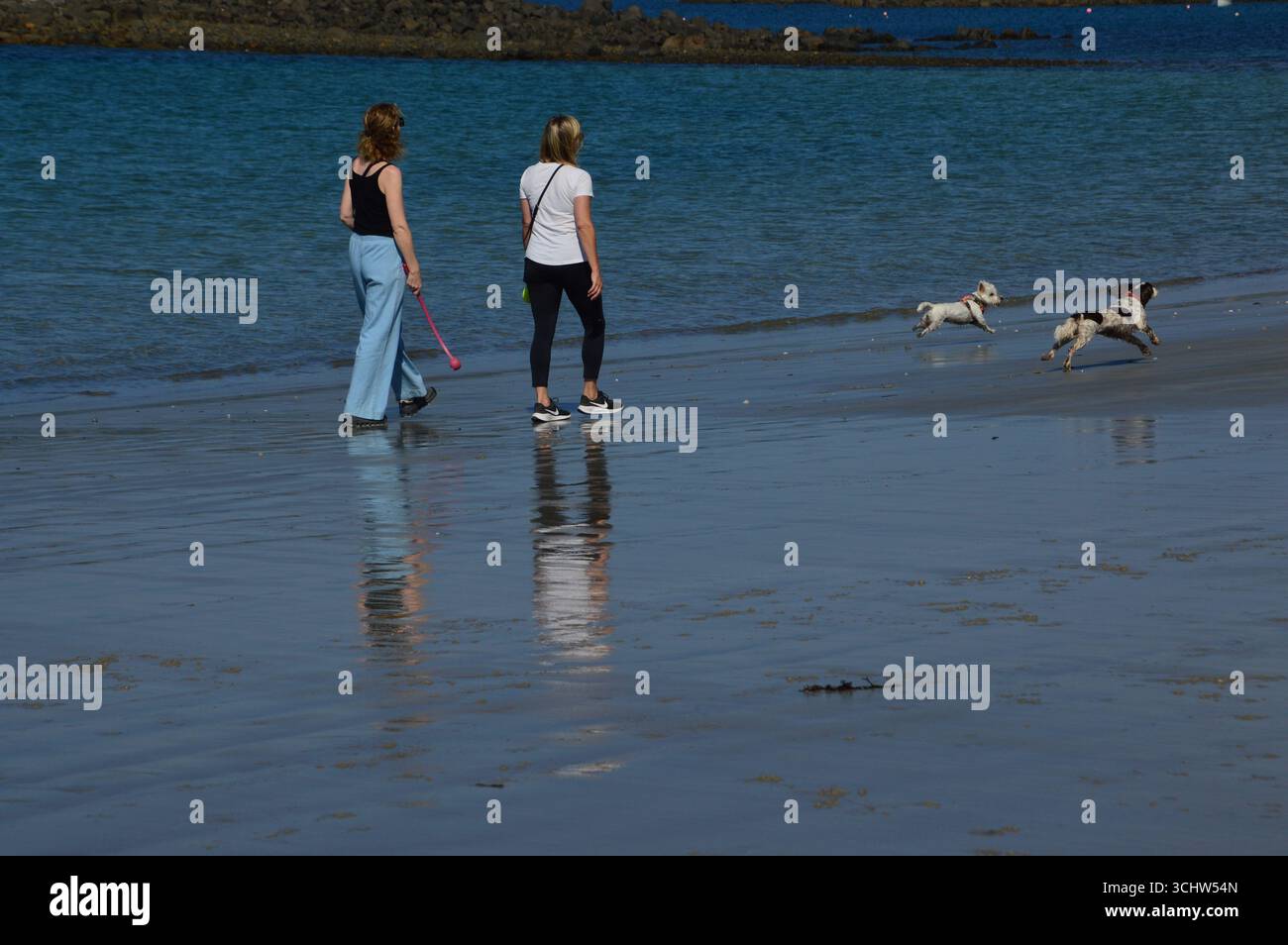 Due cani da passeggio lungo la spiaggia di Guernsey durante un fine settimana di agosto soleggiato, Channel Islands. Foto Stock