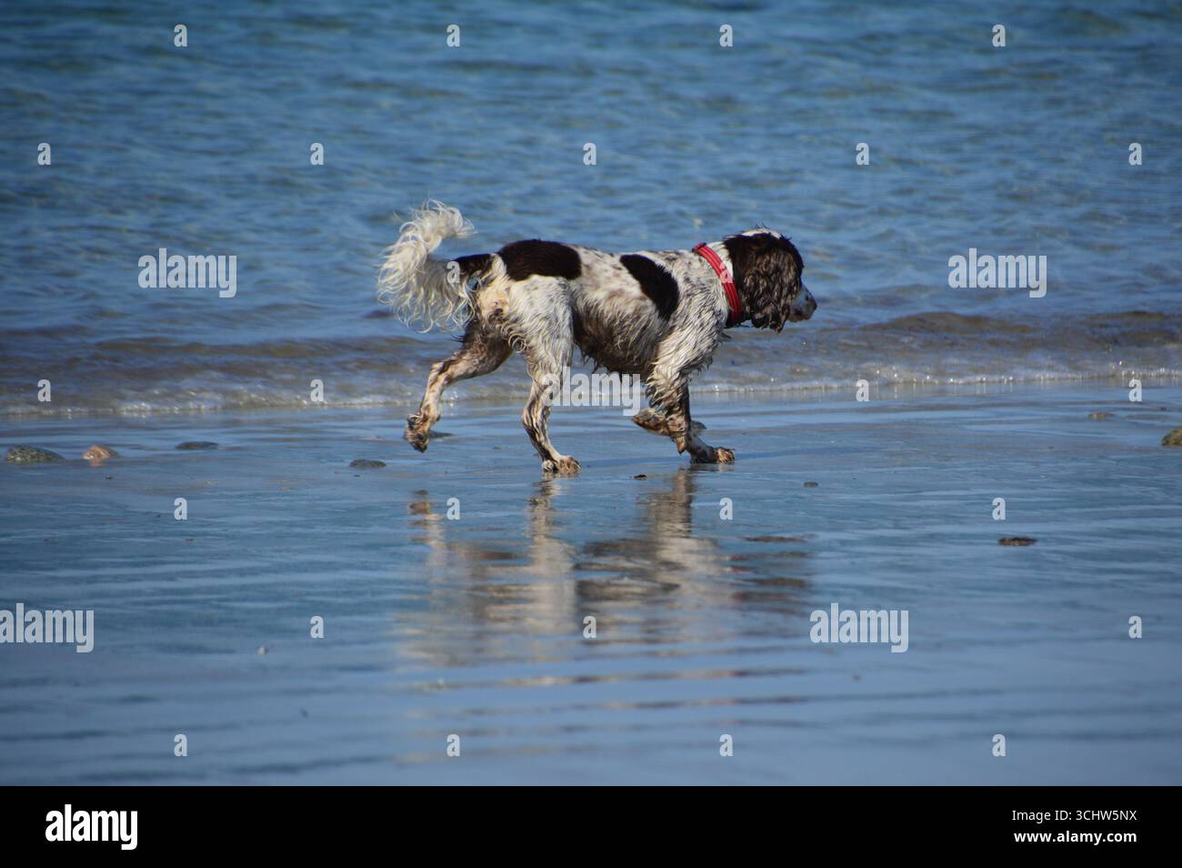 Cane spagnolo con colletto rosso che cammina lungo la spiaggia con la bassa marea a Guernsey durante un fine settimana di agosto soleggiato, Isole del Canale. Foto Stock