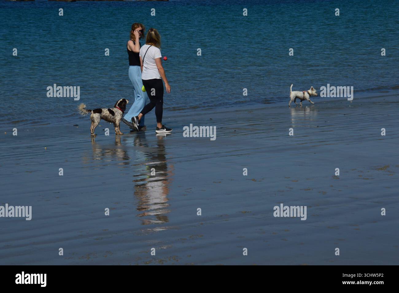 Due cani da passeggio lungo la spiaggia di Guernsey durante un fine settimana di agosto soleggiato, Channel Islands. Foto Stock
