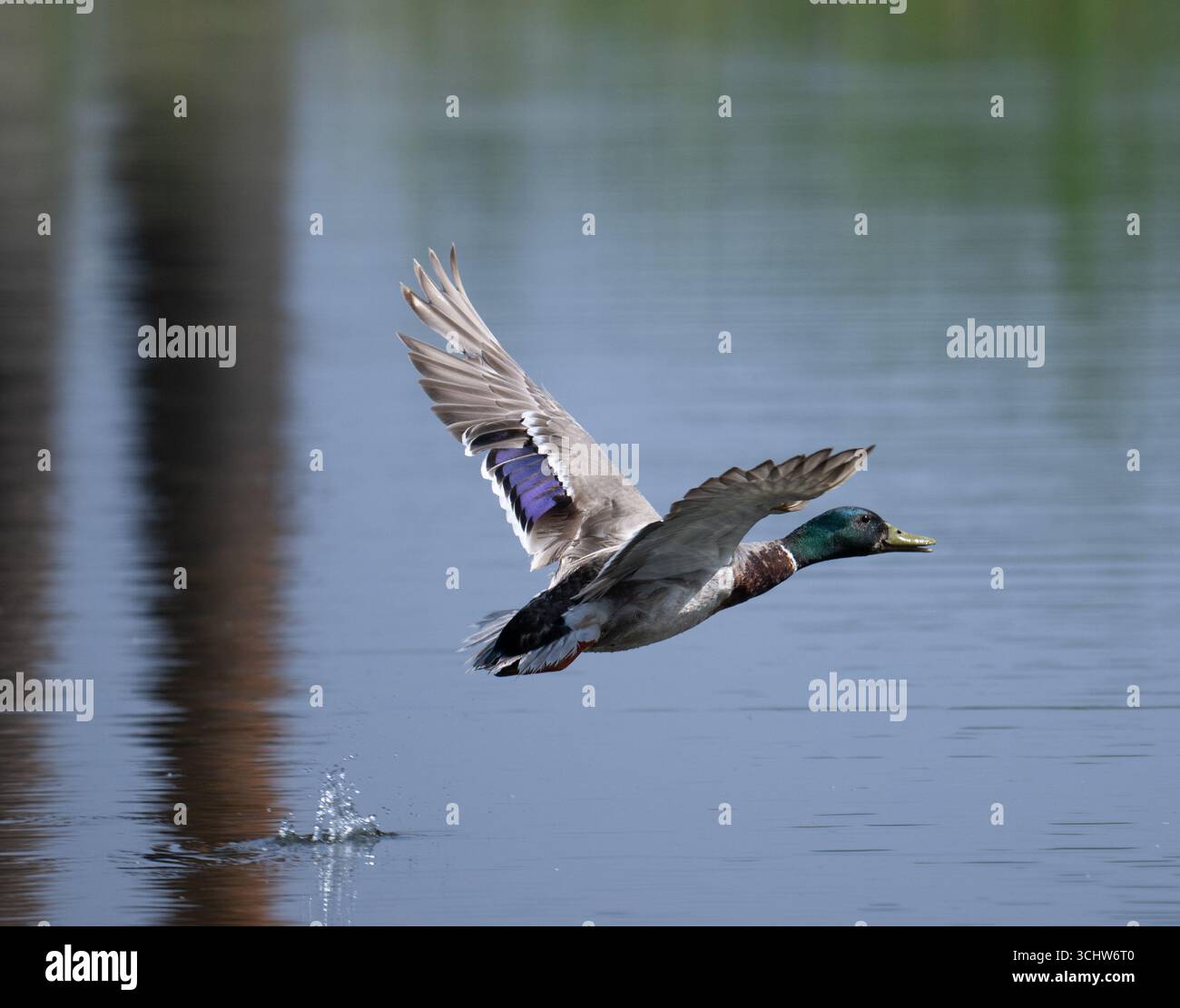 L'anatra Mallard decolla attraverso un lago Foto Stock