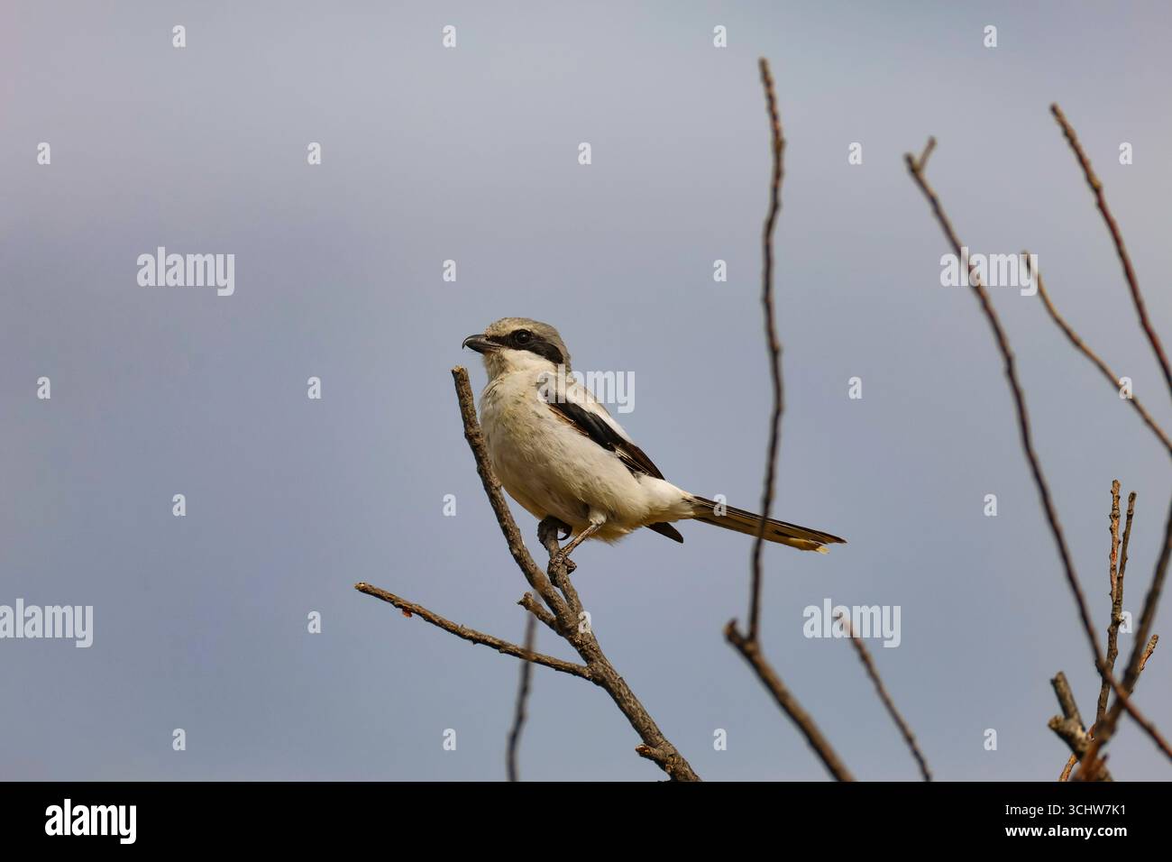 Un cecchino della prateria shrike arroccato. Questo shrike è considerato una specie minacciata a causa della perdita dell'habitat e dell'uso di pesticidi. Foto Stock