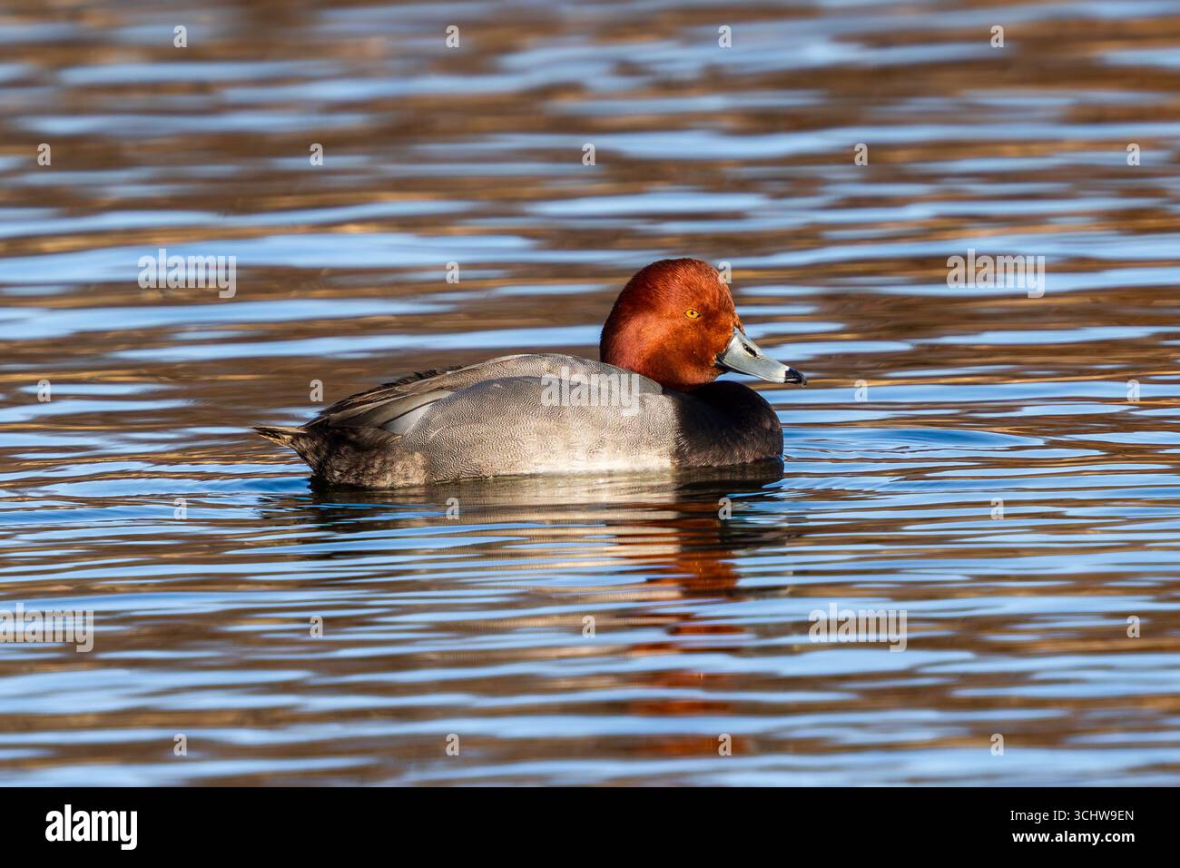 Un drake di anatra rossa che nuota in un lago con una bella testa color rame e un corpo argentato durante la stagione riproduttiva in Colorado. Primo piano. Foto Stock