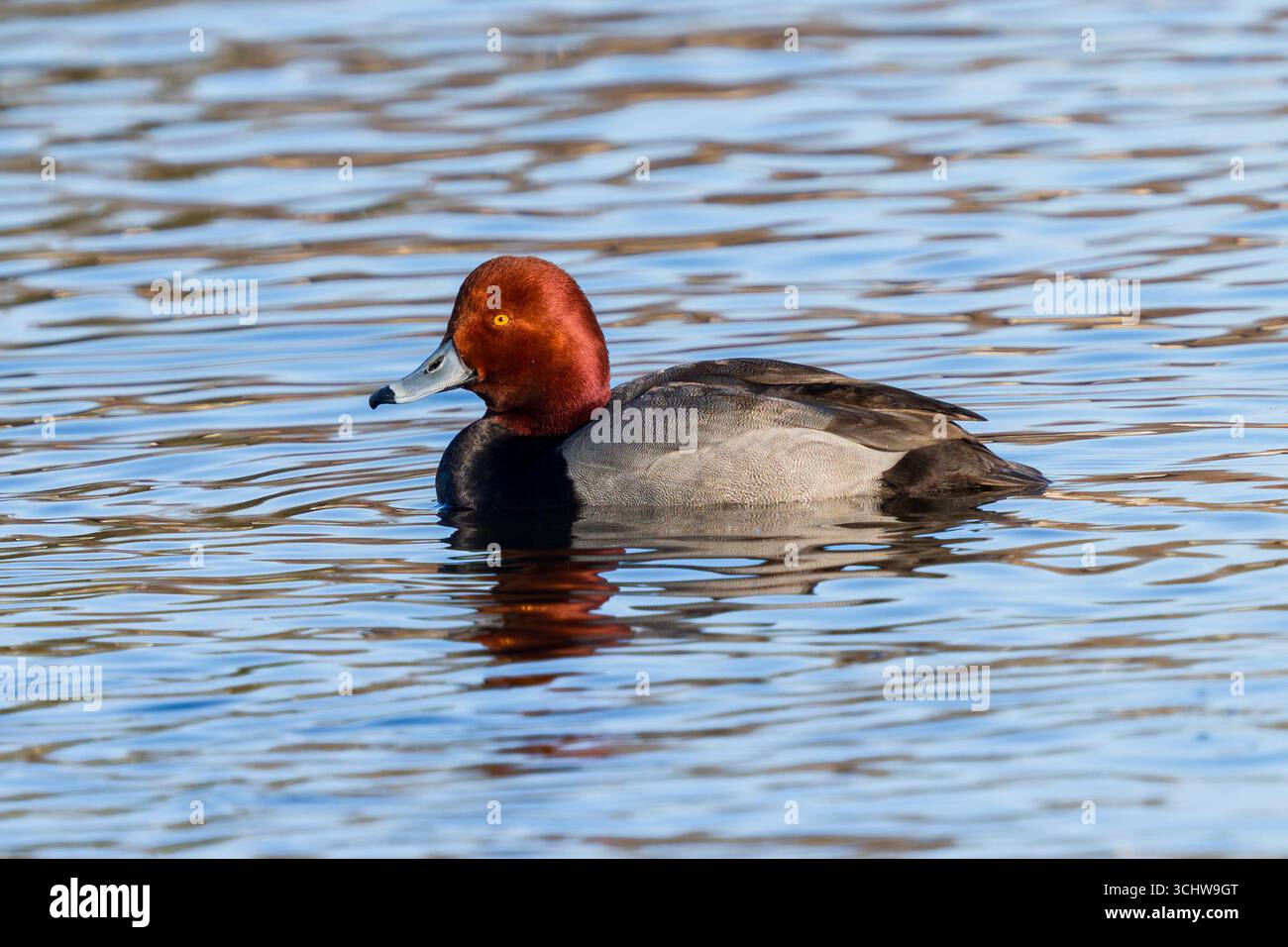 Ritratto di un'anatra rossa all'inizio della primavera, nuotando in un lago blu in Colorado. Vista ravvicinata. Foto Stock