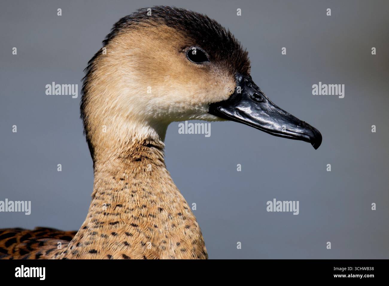 L'anatra Whistling vagante (Dendrocygna arcuata) abita l'Australia tropicale e subtropicale, e parti dell'Oceana e dell'Asia. Foto Stock