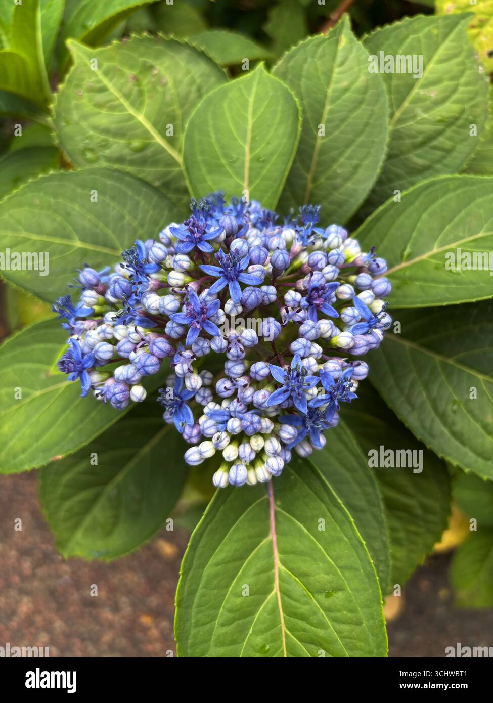 Ortensie blu sempreverdi o cespuglio cinese di chinino (Dichroa febrifuga o Hydrangea febrifuga) fiori e foglie, importante nella medicina cinese Foto Stock