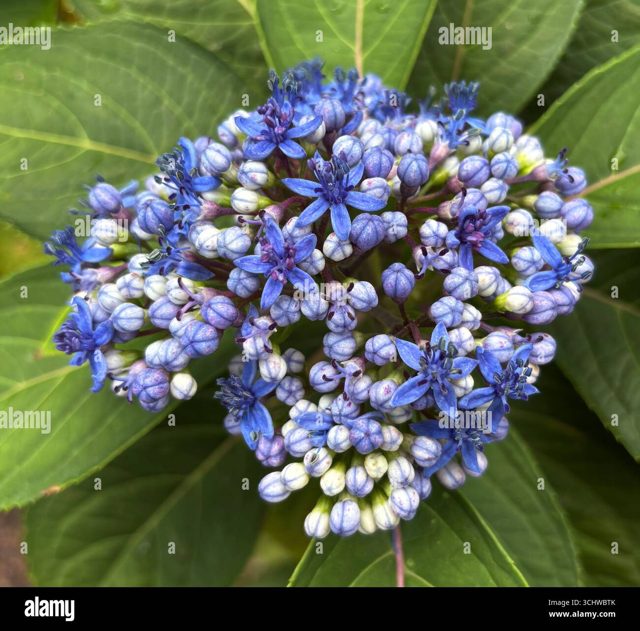Ortensie blu sempreverdi o cespuglio cinese di chinino (Dichroa febrifuga o Hydrangea febrifuga) fiori e foglie, importante nella medicina cinese Foto Stock